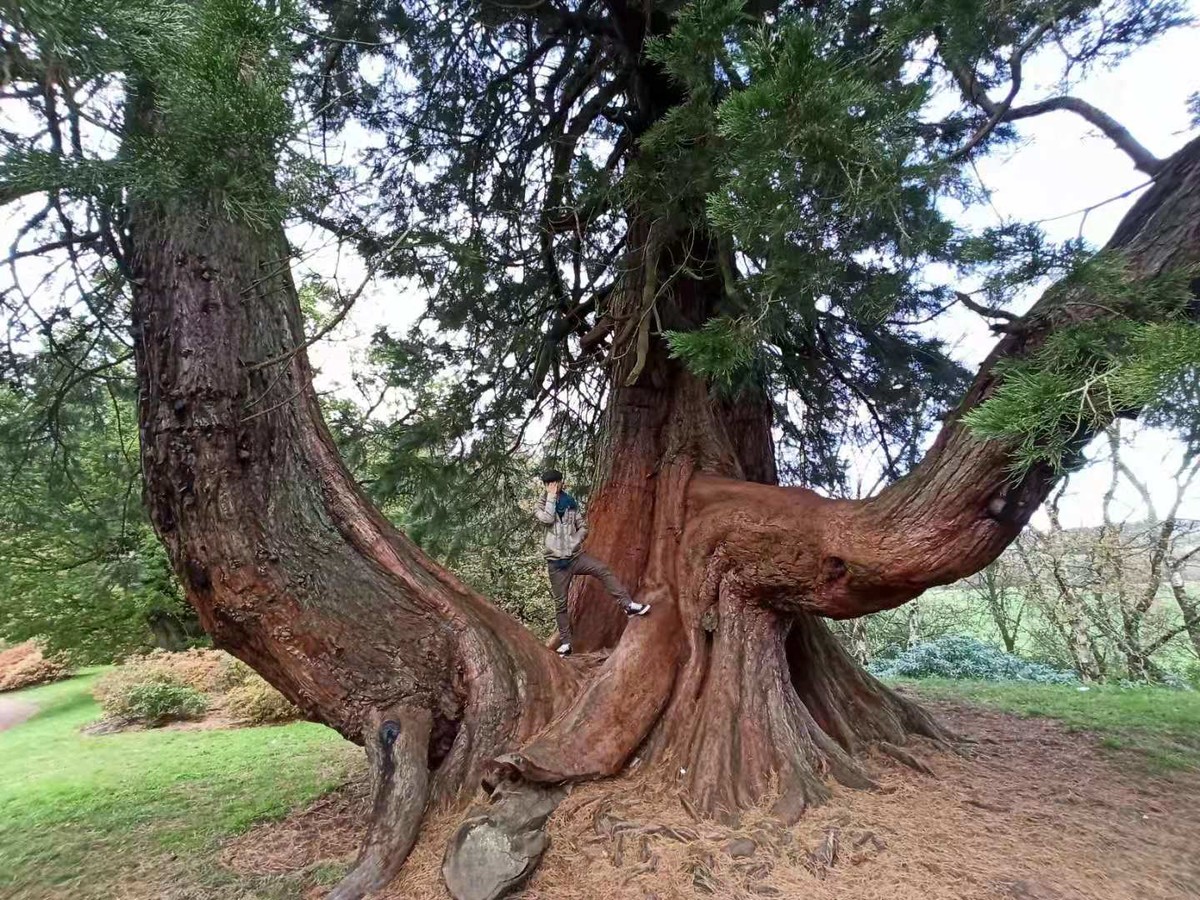 250 年前从北美洲运来的红杉